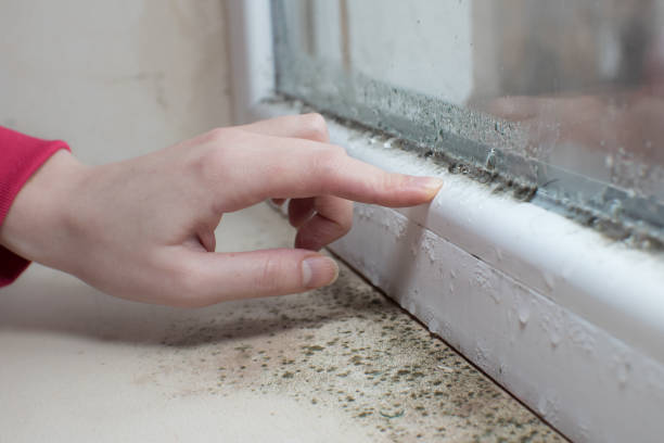 Best Comprehensive Air Testing for Mold Contaminants  in Carmi, IL