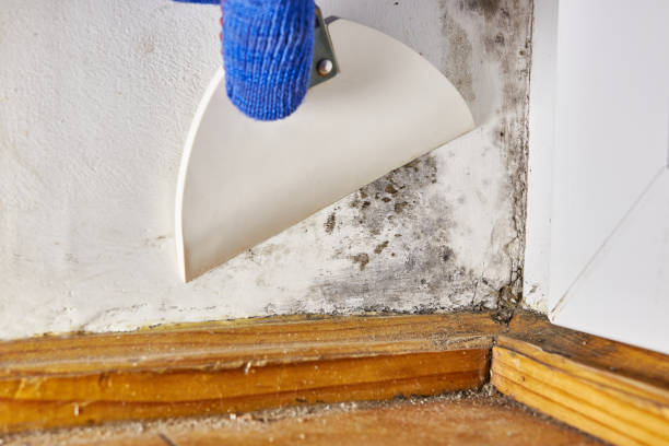 Best Emergency Mold Remediation  in Carmi, IL