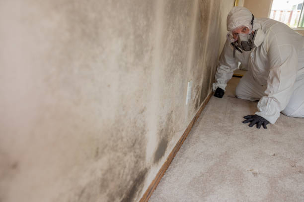 Best Basement Mold Removal  in Carmi, IL